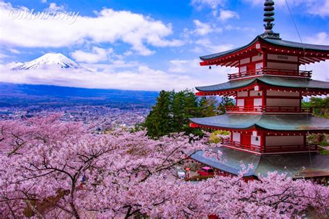 満開の桜が咲き誇る新倉山浅間公園【日本の象徴たる風景】【富士山】 │ 絶景を求める旅