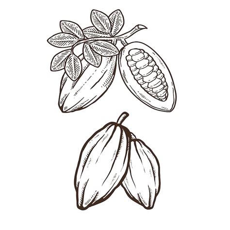 Vectores E Ilustraciones De Cacao Dibujo Para Descargar Gratis Freepik