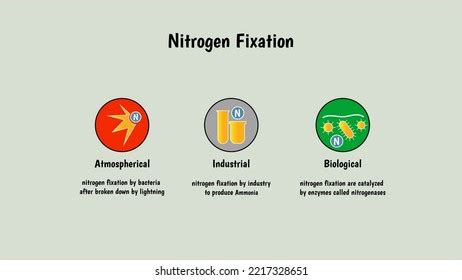 166 Nitrogen Fixation By Bacteria Images, Stock Photos, 3D objects ...