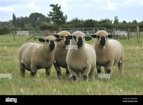 sheep Hampshire Down rams sheep domestic domesticated farm farms Stock ...