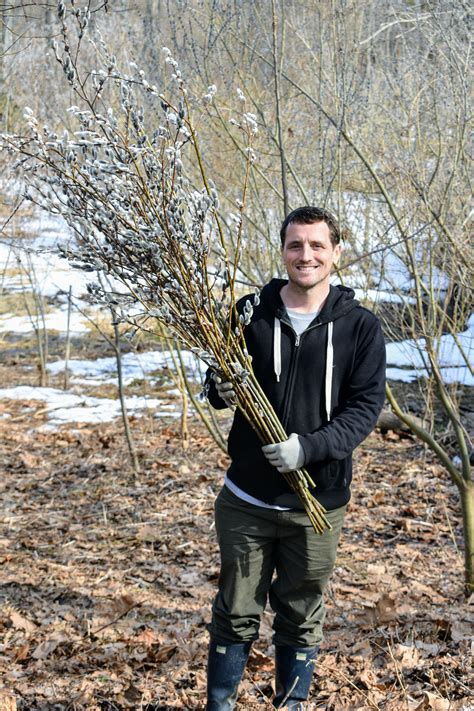 Gathering Pussy Willows At My Farm The Martha Stewart Blog