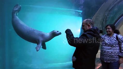 Zoo Visitors Interact With Playful Seal Youtube