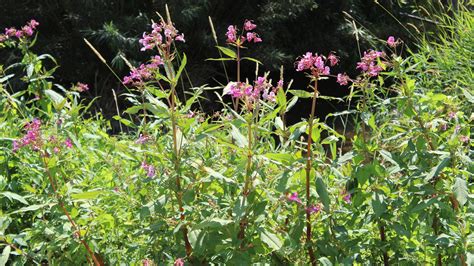 Indisches Springkraut Impatiens Glandulifera Garten Wissen