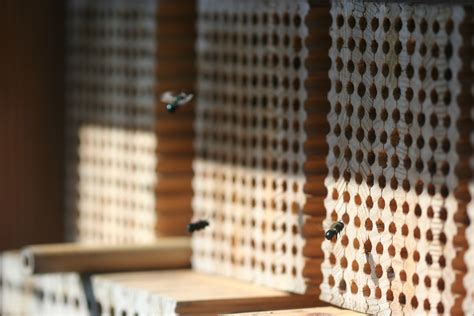 Gardening and Landscape Practices for Nesting Native Bees | The