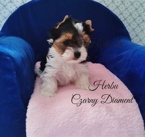 York Pi Kna Dziewczynka Biewer Yorkshire Terrier Mys Owice Olx Pl