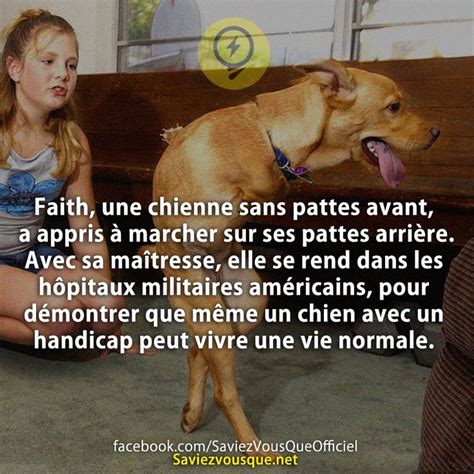 Faith Une Chienne Sans Pattes Avant A Appris Marcher Sur Ses Pattes