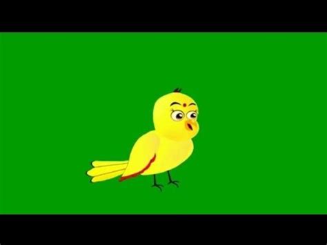 Tuni Chidiya Green Screen Cartoon Birds Talking Birds Cartoon