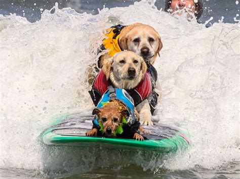 2023 World Dog Surfing Championships Sees Pooches of All Sizes Hang 10