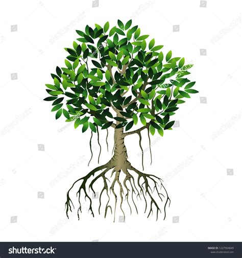 Tree Roots Vector Mangrove Tree Illustration Stock Vector (Royalty Free ...