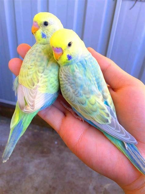 Budgie Color Genetics TheBudgieBlog