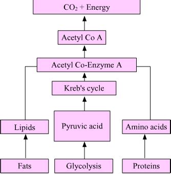 How energy is formed from oxidation of carbohydrates, fats and proteins ...