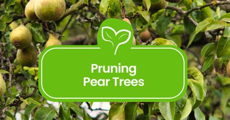 Pruning Pear Trees: A Step-by-Step Guide - Plant Propagation