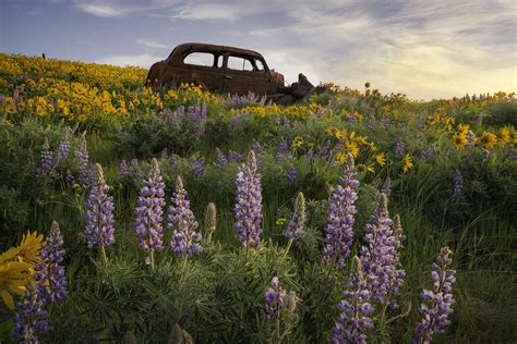 Spring Wildflowers in the Columbia River Gorge | Landscape Photography ...