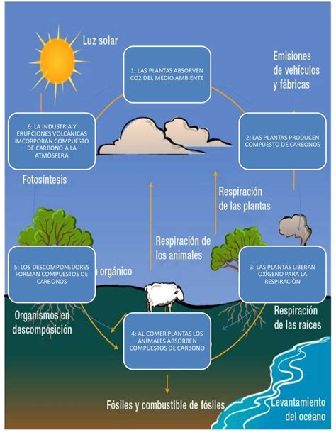 Ciclo Del Oxigeno