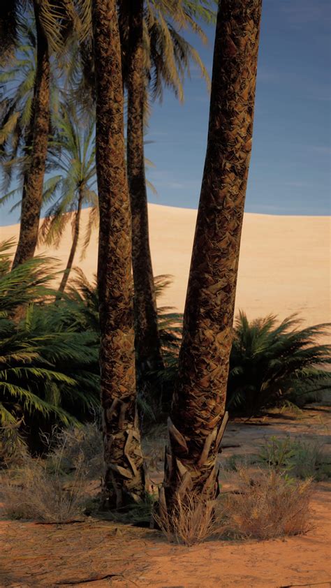 Two Palm Trees in Desert 42571754 Stock Video at Vecteezy