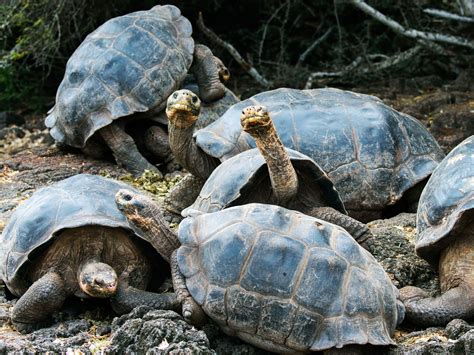 Resurrecting A Long Lost Galapagos Giant Tortoise Wired