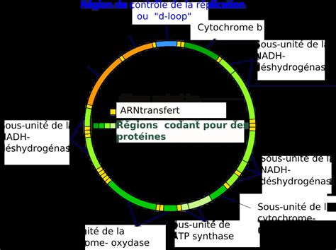 Génome mitochondrial Définition et Explications