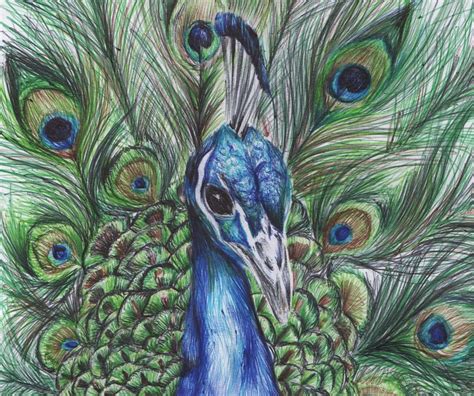 Colourful Peacock Art Giclee Art Print Original Drawing Peacock