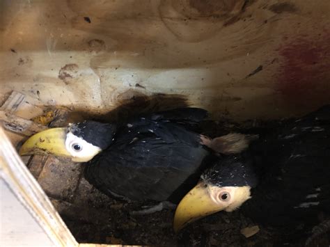 Toucan Chicks Growth Timeline (FIRST-EVER hatched at Tanganyika ...