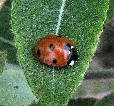 Seven Spotted Lady Beetle Coccinella Septempunctata Bugguide Net