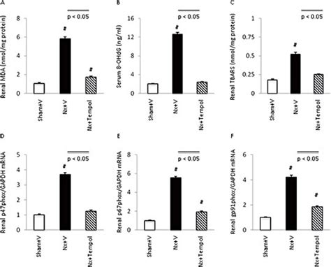 Reactive Oxygen Species Production In Mice Renal Mda A Serum 8 Ohdg Download Scientific