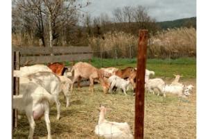 Ferme et exploitation agricole à Pignans 83790