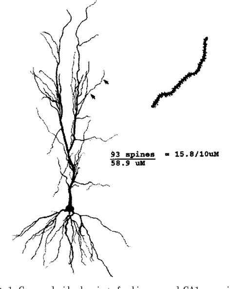 Figure From Printed In U S A Copyright By The Endocrine