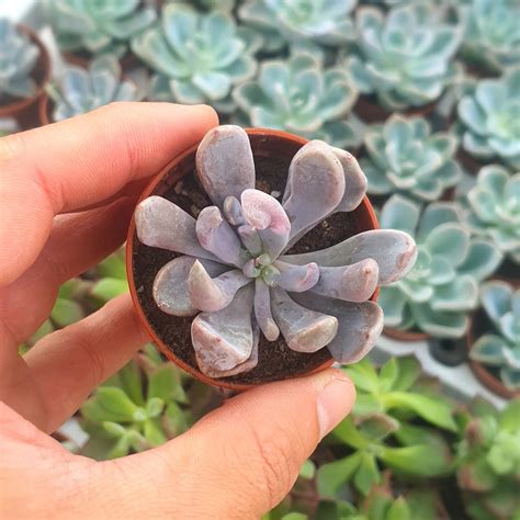 Graptoveria Topsy Debbie