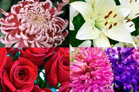 The Meaning Behind 8 Different Types Of Popular Funeral Flowers | Everplans