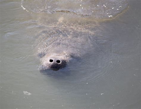 Tampa Electric Manatee Viewing Center - All You Need to Know Before You