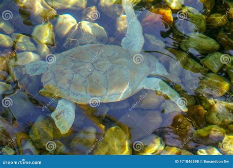 Close Up of Albino Sea Turtle Under Water Stock Photo - Image of ocean ...