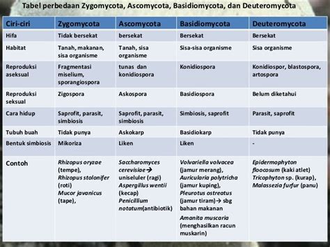 Gambar Fungi Pertemuan 1 28 Tabel Perbedaan Zygomycota Gambar Jamur