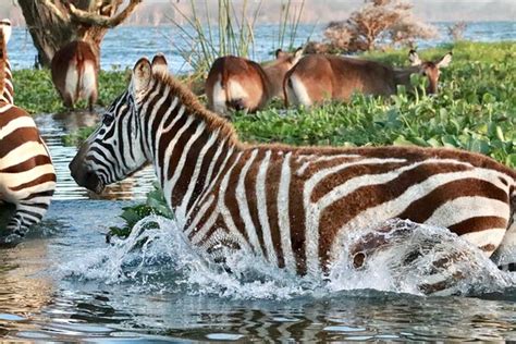 Zebras Running Through Water