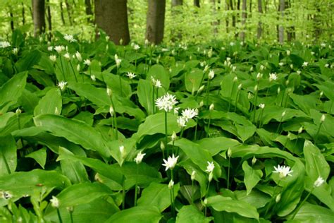 Ail Des Ours Caract Ristiques Utilisations Et Bienfaits