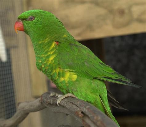 Scaly Breasted Lorikeet