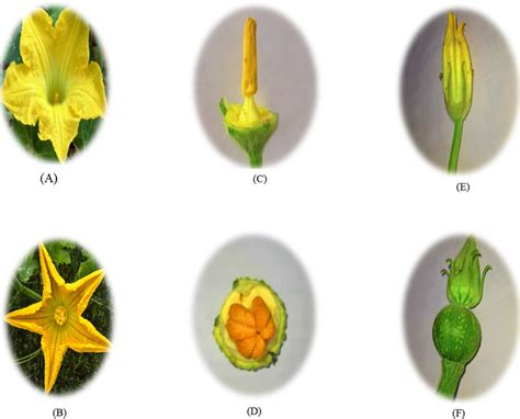 It shows (A) Female flower, (B) Male flower, (C) Anther and filament of ...