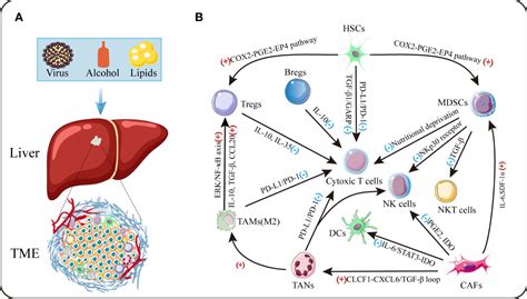 Frontiers The Tumor Microenvironment Of Hepatocellular Carcinoma And