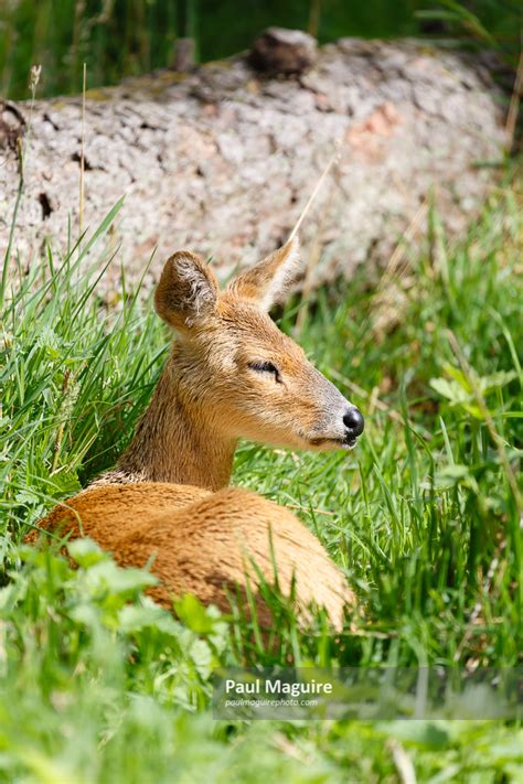 stock photo chinese water deer paul maguire