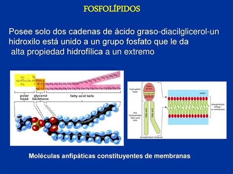 Caracter Sticas De Las Biomol Culas Agua Carbohidratos Y L Pidos Ppt