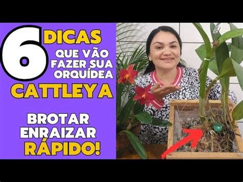 6 DICAS QUE VÃO FAZER SUA ORQUÍDEA CATTLEYA BROTAR E ENRAIZAR RÁPIDO