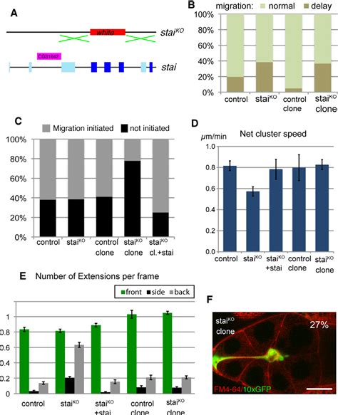 Pdf Microtubules And Lis Nude Dynein Regulate Invasive Cell On Cell