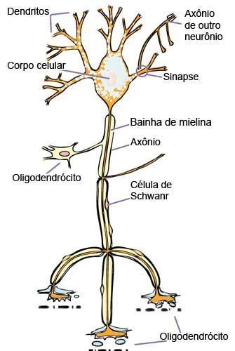 Resumo De Sistema Nervoso Histologia Snc Snp E Autônomo Sanarmed