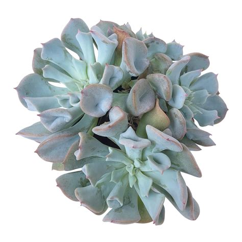 Echeveria Pig Nose Cluster (Please Read) – Cedar Creek Farmhouse