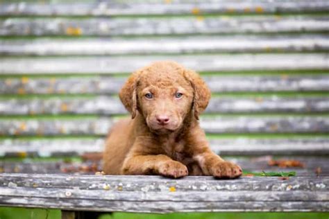 10 Best Chesapeake Bay Retriever Breeders (2024)