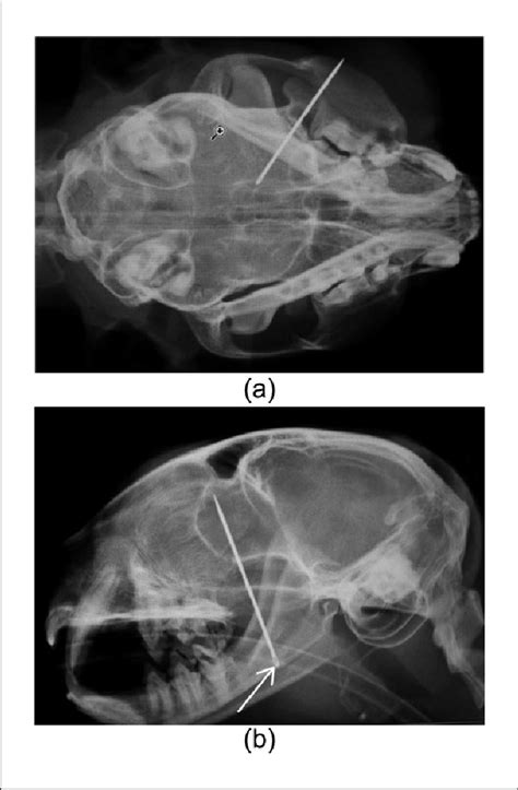 A Dorsoventral Radiograph Of The Skull Showing An Intraocular