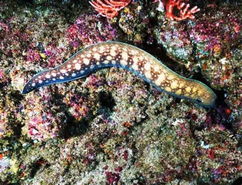 15 Eel Facts You Don't Know About These Elusive Creatures