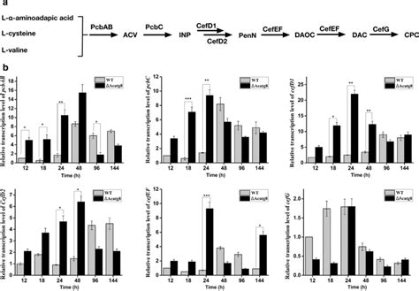 Transcriptional Analysis Of The Cephalosporin Biosynthetic Genes A The