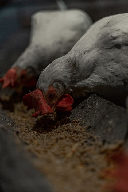 Los Pollos Blancos Comen Su Alimento Del Comedero Foto Premium