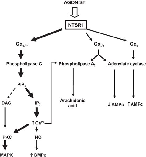 Major Effectors Activated Following Nts Ntsr1 Stimulation And The