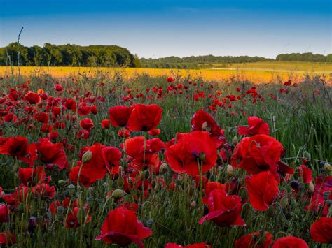 Birth Month Flowers and Meanings - Parade Home & Garden